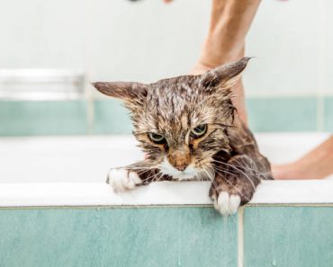 Pourquoi les chats n’aiment pas l’eau ?