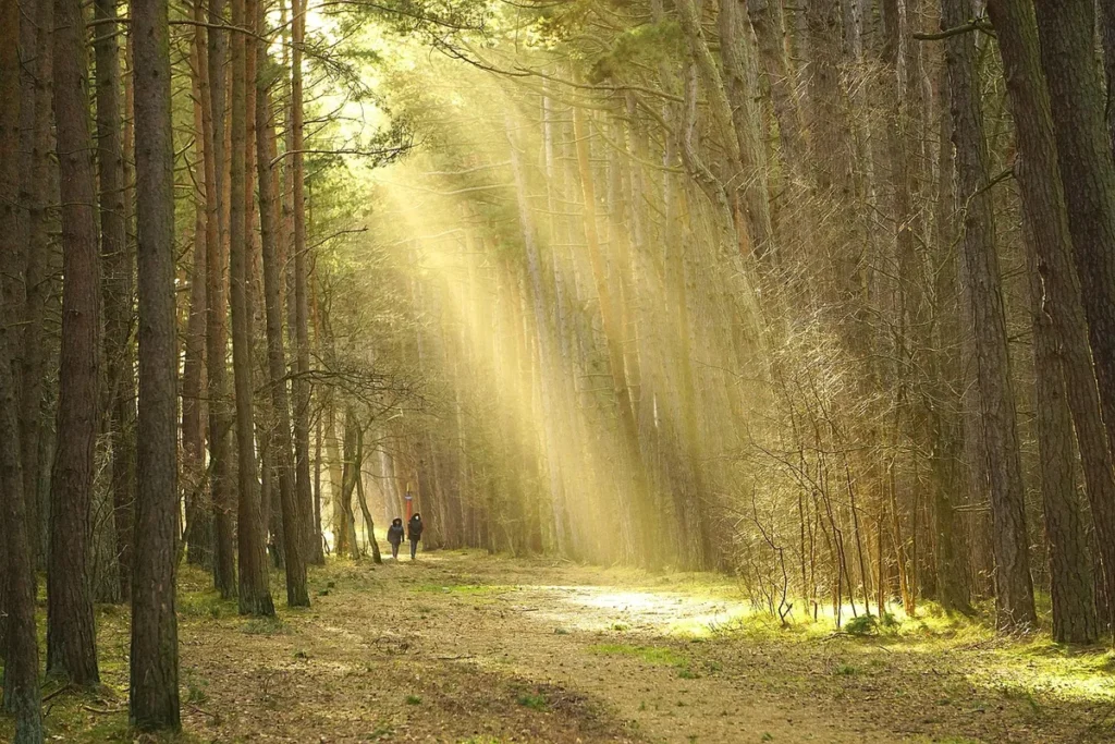 sentier Aurobel au lever du jour, chemin lumineux en forêt